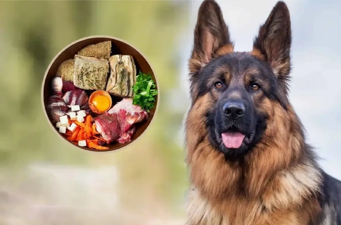 بهترین غذا برای درشت شدن سگ ژرمن