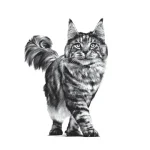 غذای خشک گربه رویال کنین رنال مدل ارلی وزن 1.5 کیلوگرم Royal Canin Early Renal - Image 5