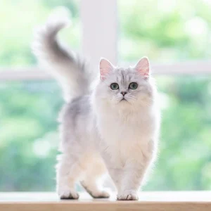 خمیر مالت گربه آنتی هربال دکتر کلادرز