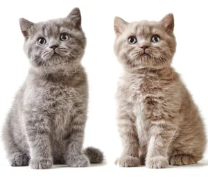 خمیر تقویتی بچه گربه و مادر دکتر کلادرز مدل مادر اند بیبی