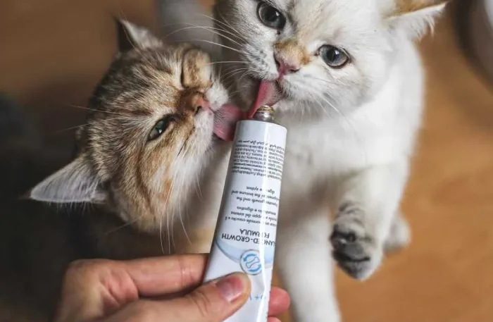 بهترین زمان مصرف مولتی ویتامین گربه 