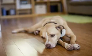 درمان لاغری سگ