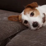 سرم تقویتی پوست و موی سگ دکتر کلادرز ضد ریزش مو