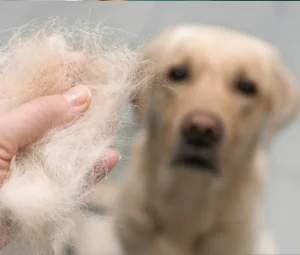 سرم تقویتی پوست و موی سگ دکتر کلادرز ضد ریزش مو