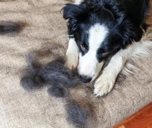 سرم تقویتی پوست و موی سگ دکتر کلادرز ضد ریزش مو