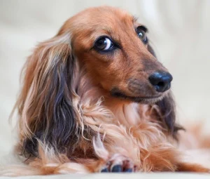 سرم تقویتی پوست و موی سگ دکتر کلادرز ضد ریزش مو