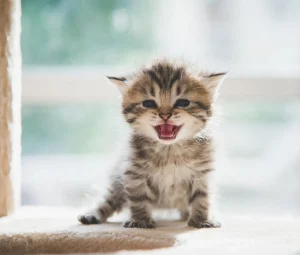 شیرخشک بچه گربه دکتر کلادرز 