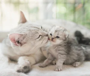 شیرخشک بچه گربه دکتر کلادرز 