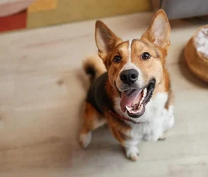 تشویقی سگ نوبی سطلی طعم گوشت بره،گوشت شکار،سیرابی،مرغ و گوشت گاو