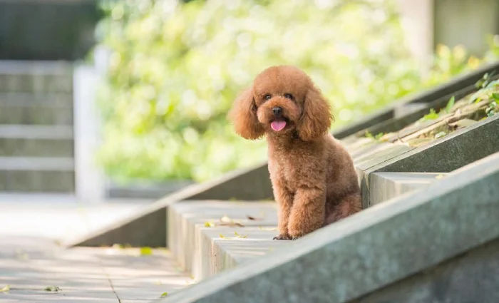 بهداشت سگ پودل