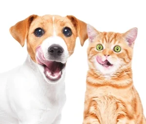 خمیر مولتی ویتامین سگ و گربه دکتر کلادرز 