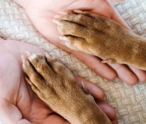 شربت گلوکزامین سگ مبتلا به آرتروز تی آر ام مدل ادوانس