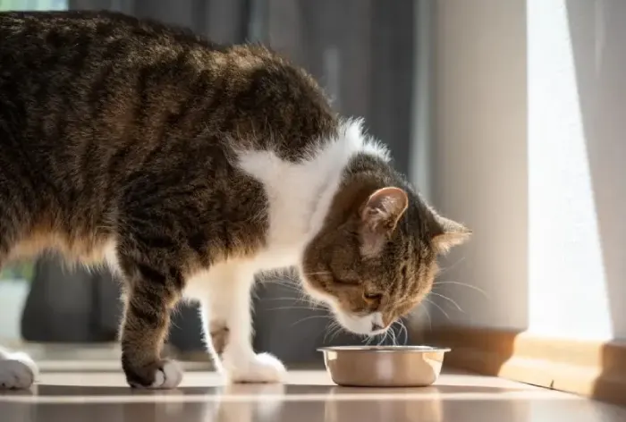 بهترین غذای گربه بعد از زایمان