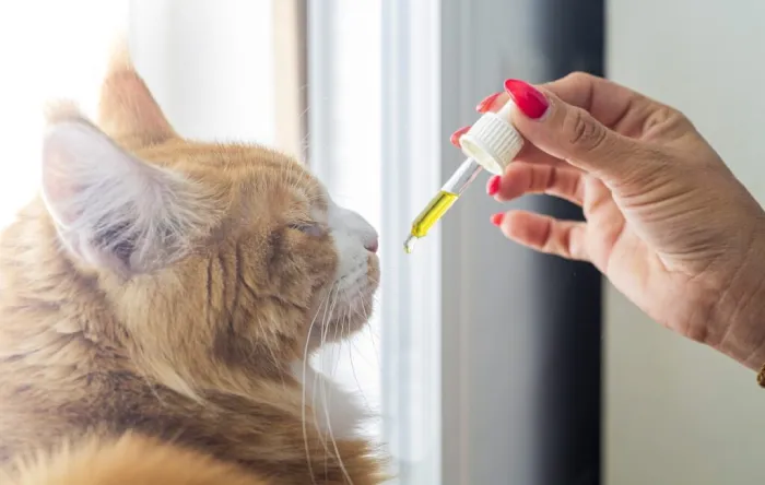 علائم کمبود ویتامین در گربه 