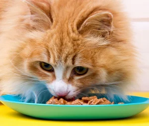 پوچ گربه دکتر کلادرز طعم ماهی سالمون و قزل آلا