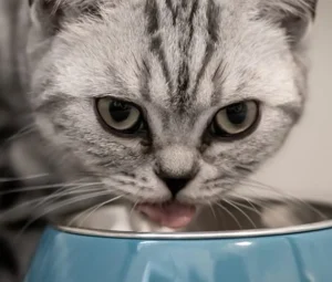  پوچ گربه طعم گوشت گاو و بوقلمون