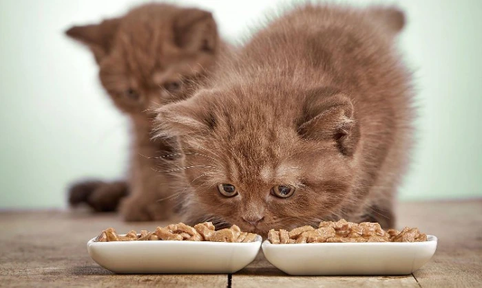 تفاوت غذای خشک بچه گربه با گربه بالغ و جایگزین کردن آن ها