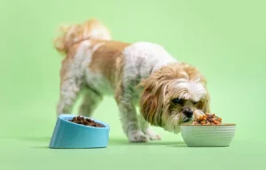 غذای سگ پاکوتاه پشمالو