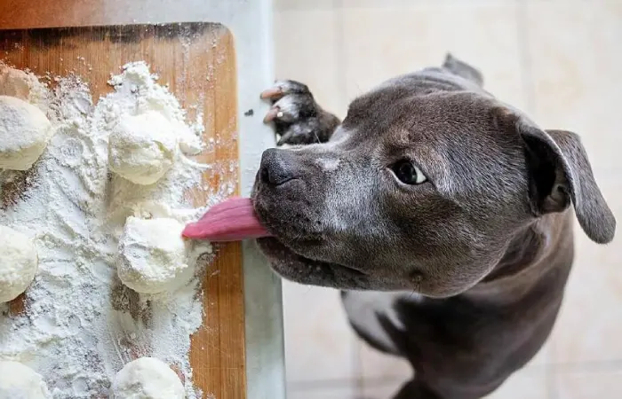 خمیر نان غذای ممنوعه برای سگ
