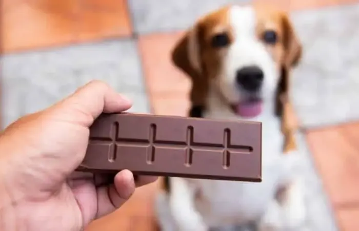 شکلات جزو غذاهای ممنوعه برای سگ