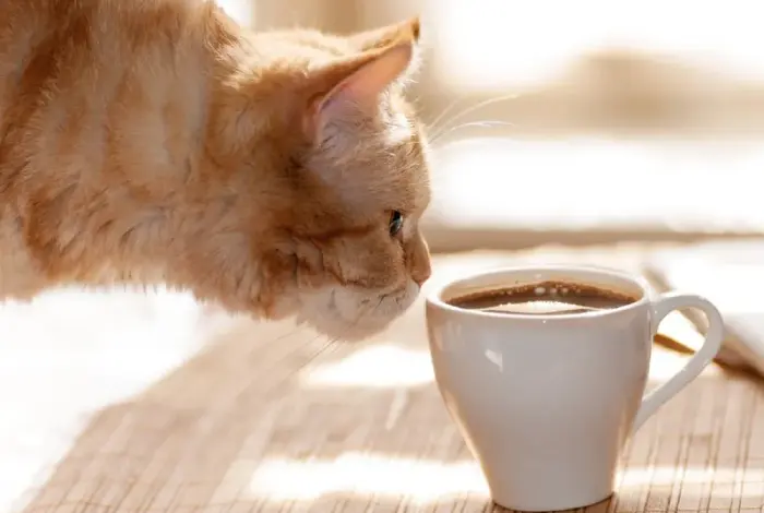 قهوه و غذاهای ممنوعه برای گربه