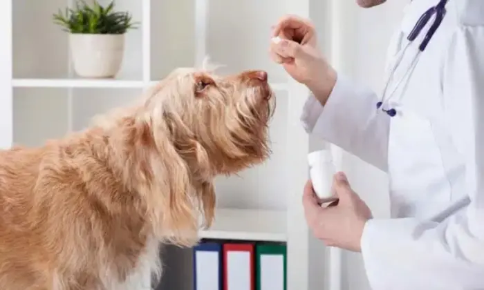 اقدامات بعد از خوردن غذاهای ممنوعه برای سگ و مراجعه به دامپزشک