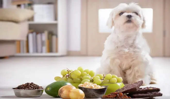 انواع غذای ممنوعه برای سگ