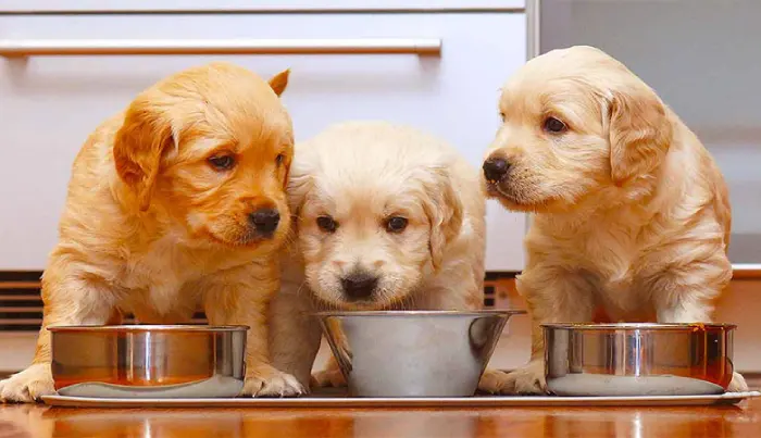 مقدار غذای سگ در روز برای نژاد گلدن رتریور