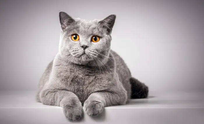 بهترین نژاد گربه و راشن بلو