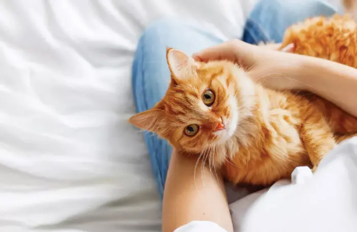 بهترین نژاد گربه برای نگهداری در آپارتمان